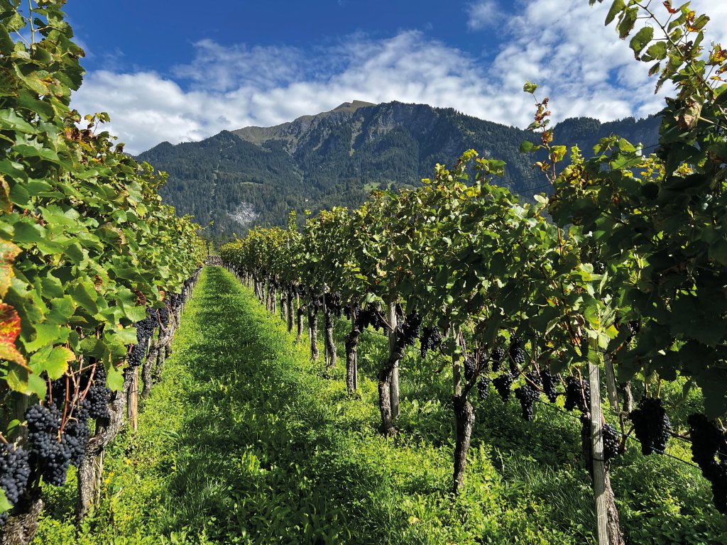 Blick in die Reben im Weinberg in Malans.
